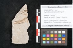 Foto (Objekt + Etikett) von Glyptostrobus europaeus Brongniart (NHMW-GEO-2024-0188-6755)